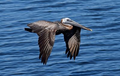 Close-up of bird flying over sea