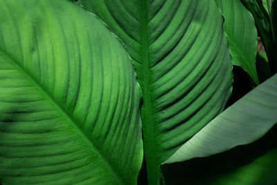 Close-up of green leaves