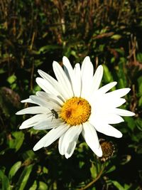 Close-up of white daisy blooming outdoors