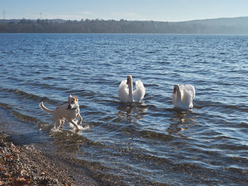 Swans swimming in lake