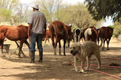 Farmer watching his horses and his big dog