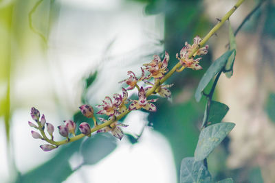 Close-up of purple flowering plant