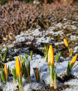 Close-up of plants growing on field during winter