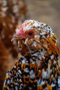 Close-up of a bird