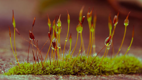 Extreme closeup of moss flowers with selective focusing. ecology, preserve the earth and background.