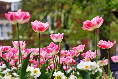 Close-up of pink flowering plants