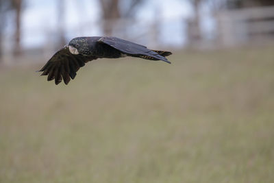 Close-up of bird flying