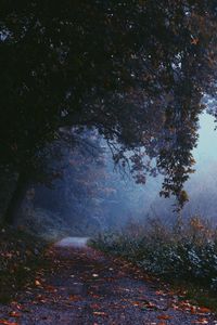 Trees in forest