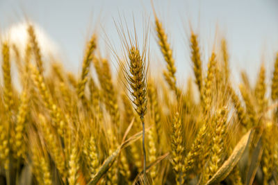 Close-up of wheat growing on field against sky during sunset