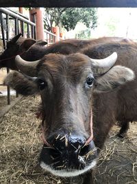 animal
