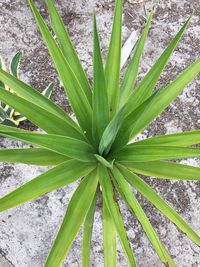 High angle view of plant on field