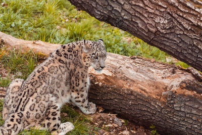 View of cat on tree trunk