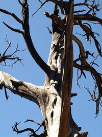 Low angle view of bare trees against sky