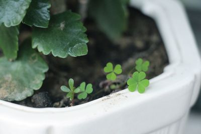 Close-up of potted plant