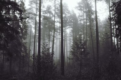 Trees in forest