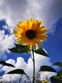 Low angle view of flowering plant against sky