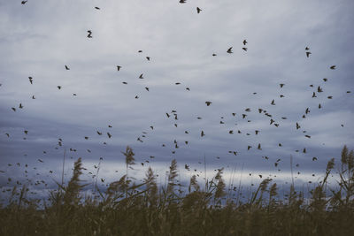 Flock of birds flying in sky