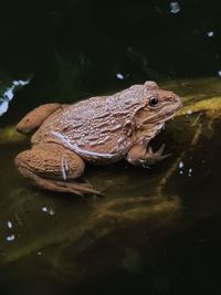 Close-up of turtle swimming in lake