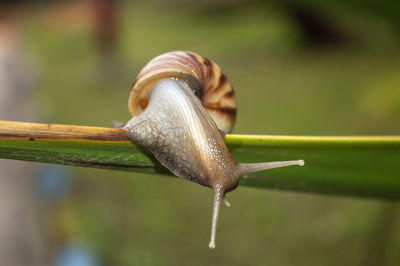 Close-up of snail