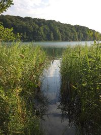 Reflection of trees in lake