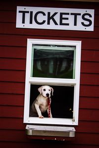 Close-up of dog against window