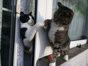 Kittens fighting on window sill