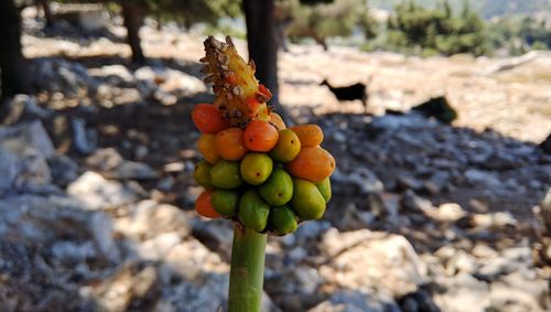 Close-up view of fruit