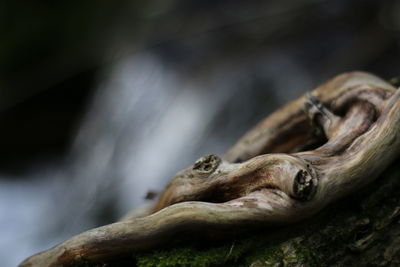 Close-up tree root