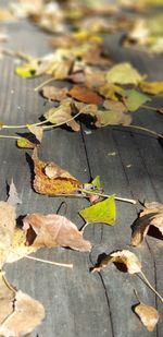 High angle view of yellow maple leaves