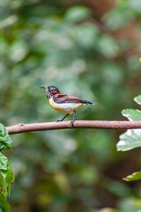 Close-up of bird perching on branch