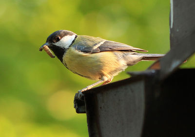 Close-up of great tit with worm in beak perching on metal