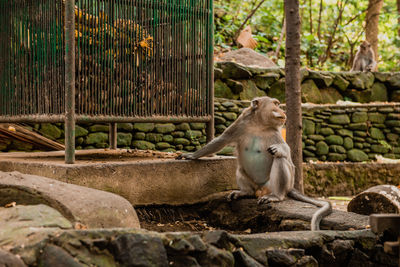 Monkey sitting in a forest