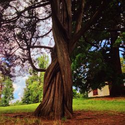 Trees growing in park