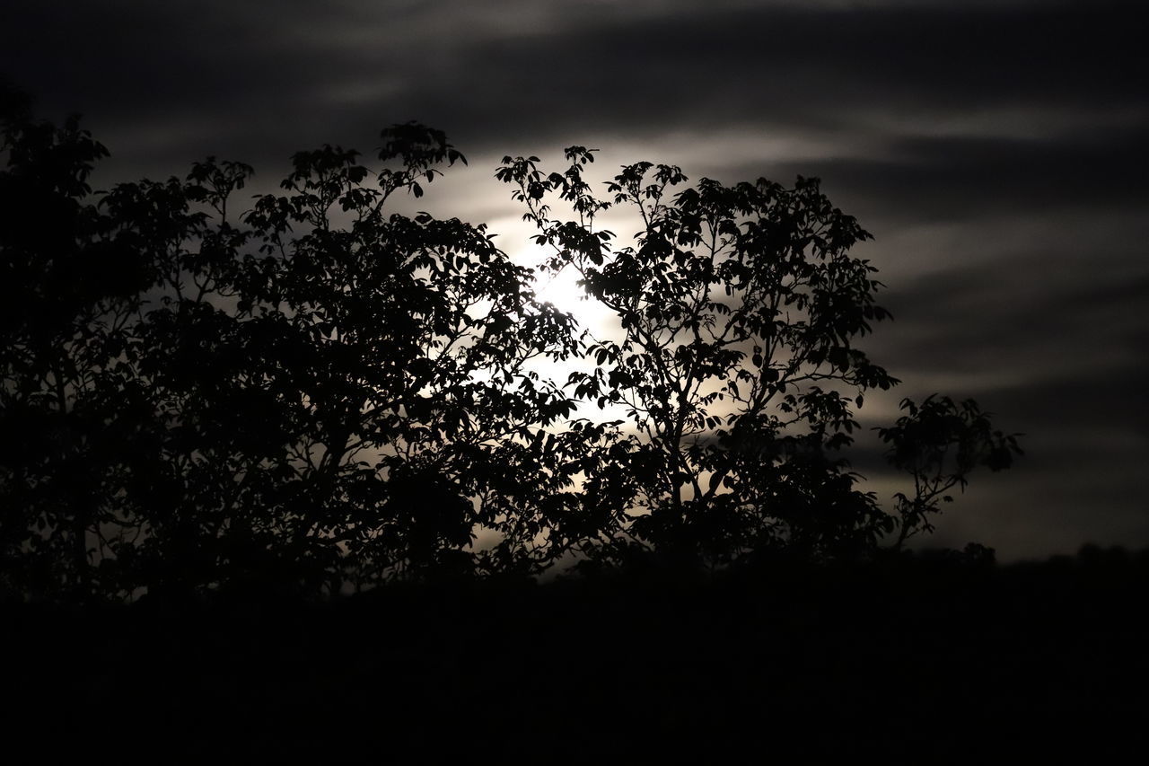 LOW ANGLE VIEW OF SILHOUETTE TREE AGAINST SKY