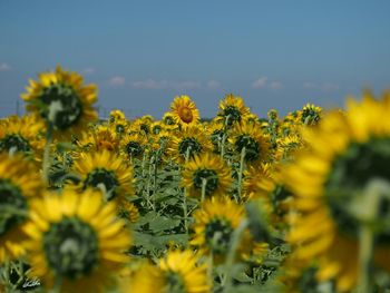 Close-up of sunflowers against sky