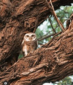 Low angle view of owl on tree trunk
