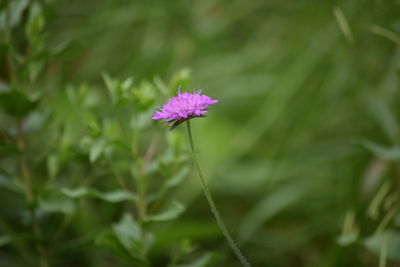 Close-up of pink flowering plant