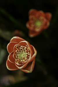 Close-up of flower against black background