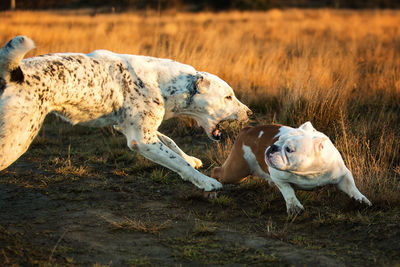 View of a dog on field