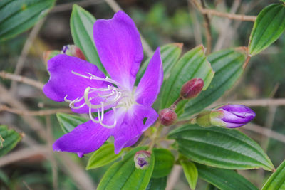 Close-up of pink flower