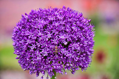 Close-up of purple flowering plant