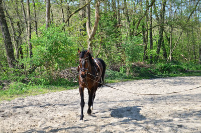 Horse standing in a forest