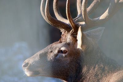 Close-up of deer