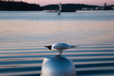 Seagull perching on lake
