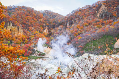 Scenic view of forest during autumn