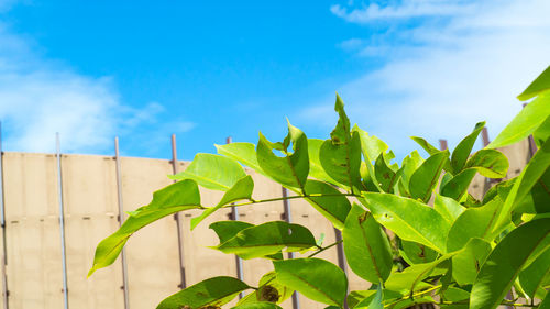 Low angle view of plants against sky