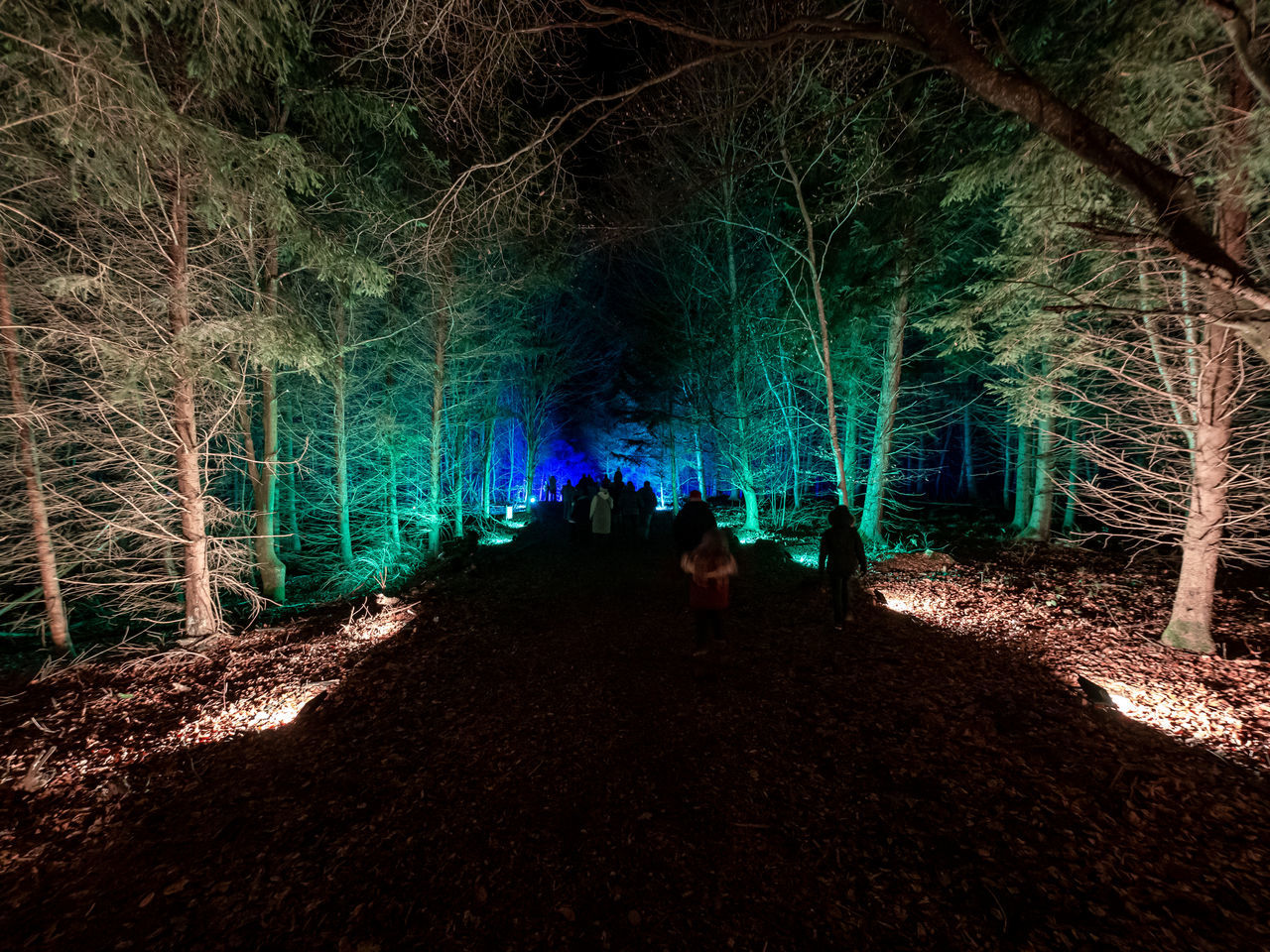 tree, plant, forest, darkness, night, nature, land, light, illuminated, woodland, outdoors, the way forward, tree trunk, trunk, growth, branch, men, beauty in nature, group of people