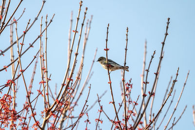 Low angle view of bird perching on branch against sky