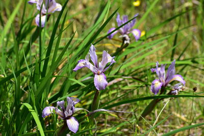 Close-up of purple iris flowers