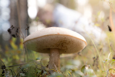 Close-up of mushroom growing on field